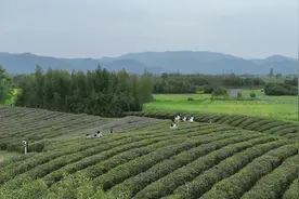 清明踏春好去处！研学、采茶、逛市集……到良渚古城寻味春天！图片