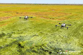 航拍新疆 | 阿克苏市的小麦要熟啦图片