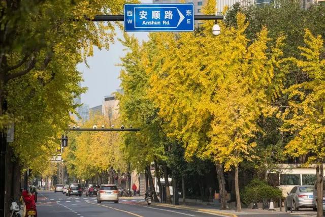 长宁最全银杏打卡点来啦，还有“宁宁”的私藏点位哦～【看“宁”的】