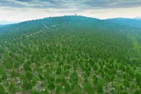 山东省沂蒙山区域山水林田湖草沙一体化保护和修复工程——沂水县双崮流域退化公益林修复与森林质量提升工程图片