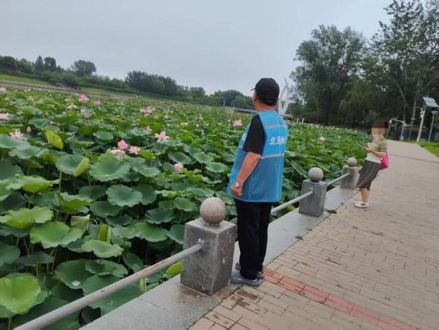 顺义减河步道旁荷花遭折损！人防加技防共同守好花
