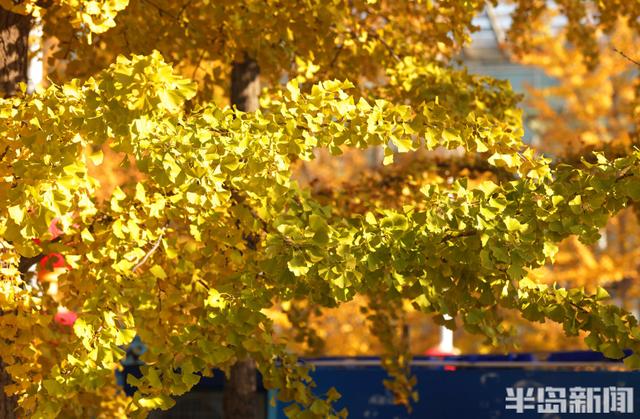 澳门路银杏树披“金甲”