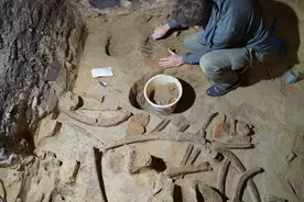 奥地利男子在酒窖发现古老猛犸象骨头 距今约4万年历史图片