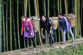 四川如何向森林要粮？竹林里长出了食用菌，林下种植绘就森林新“丰”景图片