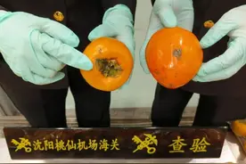 携带的水果检出有害生物！海关提醒：新鲜水果、蔬菜禁止携带、邮寄进境！图片