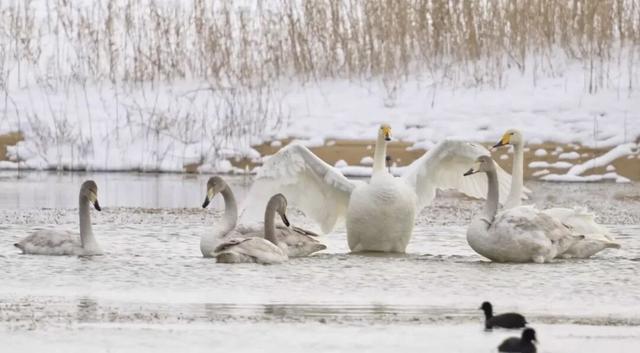 小寒至 来威海南海邂逅一场冬日盛宴