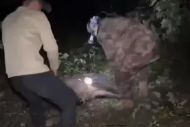 赏金猎人团已在南京捕获133头野猪，还差67头才能拿到每头二三千元补贴图片