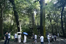 炎炎夏日 来杭州云栖竹径赏古树名木图片