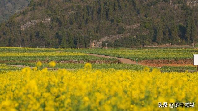寒意未退“春”先到 罗平油菜花初绽放