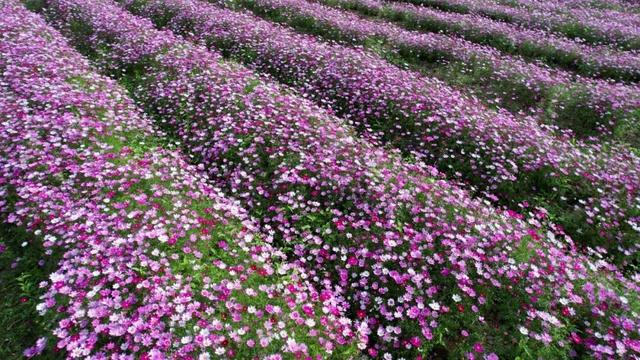 冬日粉色浪漫藏不住了！江门邀你赴约→