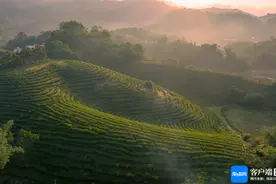 这杯茶，藏在海南热带雨林里图片