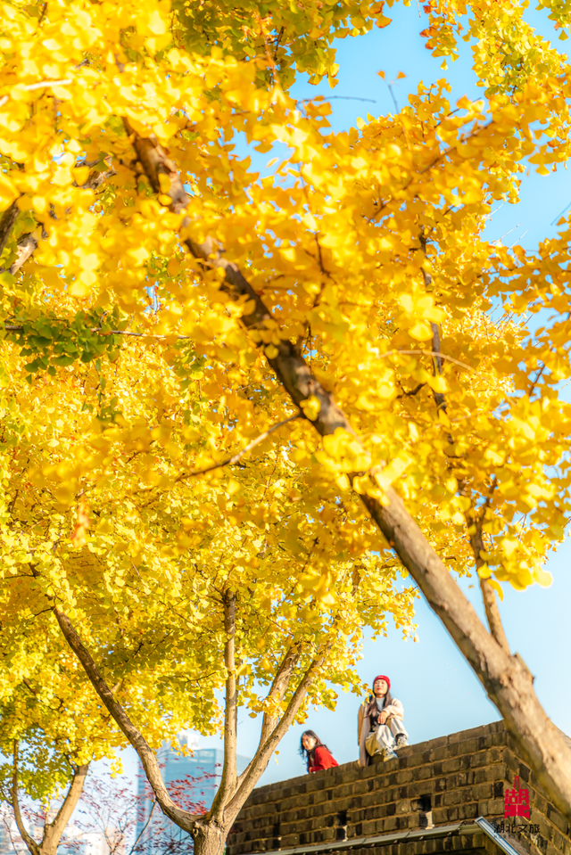 湖北这6座公园，你去过一半算我输！