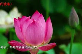 十里荷香不断，扬州荷花绽放醉游人图片