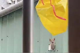 超暖！好心姐姐自制工具救助小猫，它是真的很相信你啊～图片