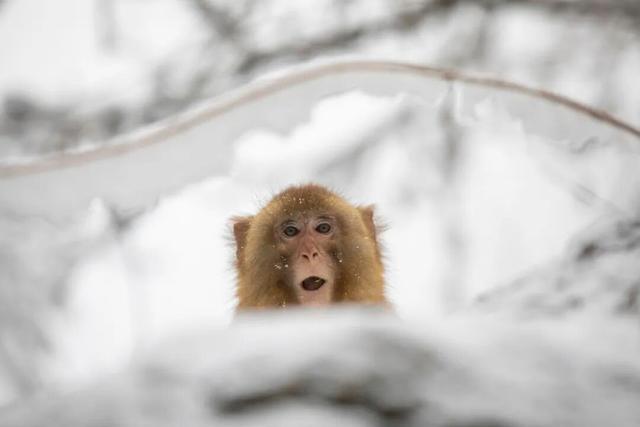 好看新乡 | 雪落南太行，邂逅一场冬日旷世奇景