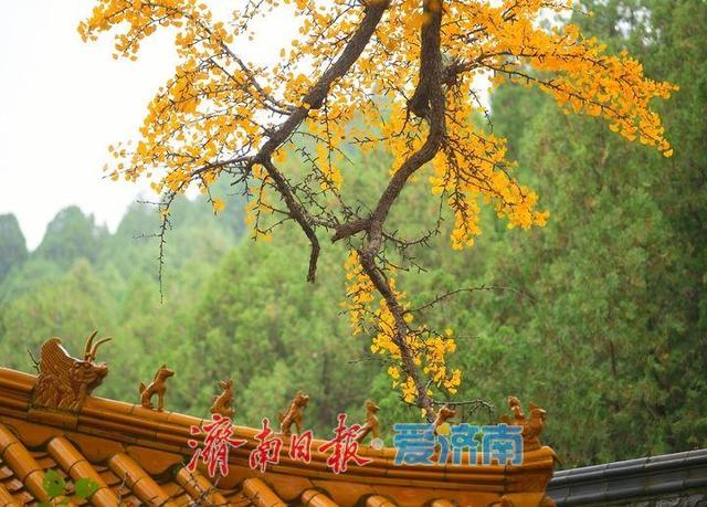 一年四季 泉在济南丨千年银杏披金甲，淌豆寺里醉深秋