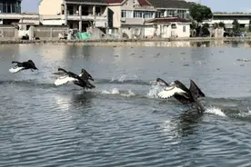 四只黑天鹅空降嘉定向阳村，上演“田园芭蕾”图片