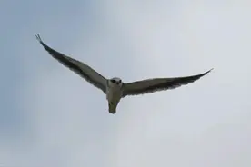 城市里常见的这种鸟首次出现在这里，是个游荡的“熊孩子”！九段沙保护区添鸟类“新成员”图片