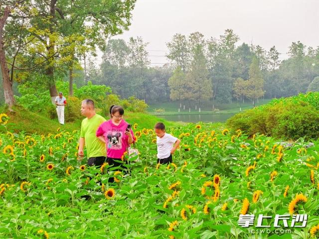 长沙园林生态园：向日葵花海引客来，秋日限定浪漫正当时