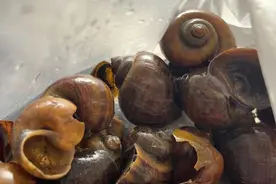 记者暗访福寿螺冒充田螺销售产业链后，多地发布福寿螺食用风险提示图片