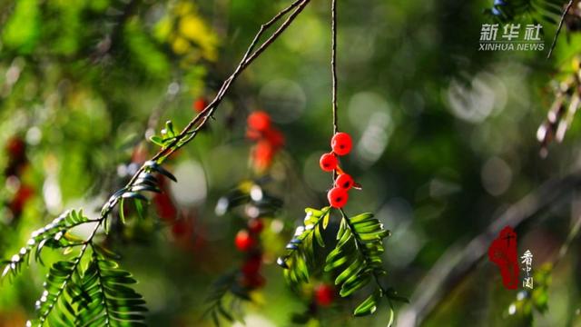 千城百县看中国｜福建寿宁：微寒暖阳时