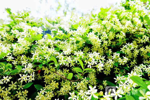 满墙花香醉行人！麒麟区风车茉莉绽放 成新晋网红打卡地