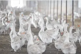 独家调查｜鹅鸭原毛供不应求，羽绒服会接过羽毛球涨价接力棒吗图片