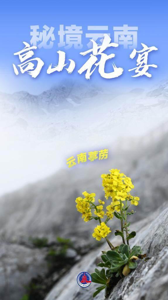美丽中国丨秘境云南，高山花宴
