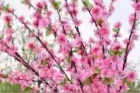 太阳为什么那么亮.仇润芝图片