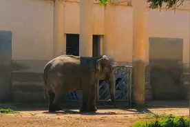 北京动物园亚洲象“阿拉莉雅”腿疾复发引关切 园方称正精心诊疗，将安装轮胎墙缓解象腿压力图片