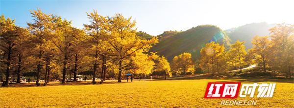 桐子坳还能这样玩①金色童话出片指南：美食美景一起“杏”动