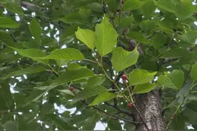 公园樱桃挂枝，有人“心动”，但不能吃图片