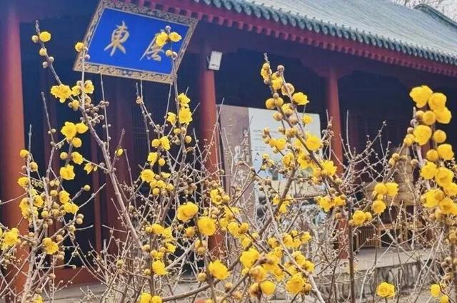 冬享沂蒙过大年：待明日，同访琅琊梅香