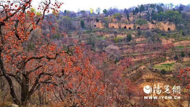 免费采摘引客来！咸阳彬州罗店村柿子红透啦