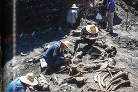 云南发现600多万年前巨型竹鼠图片