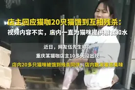 店主回应猫咖20只猫饿到互相残杀：视频内容不实，店内一直为猫咪提供粮食和水图片