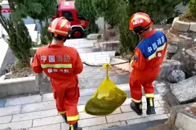 福建一陵园惊现“护墓”巨蟒！预估长度达3米长，体重超50斤图片
