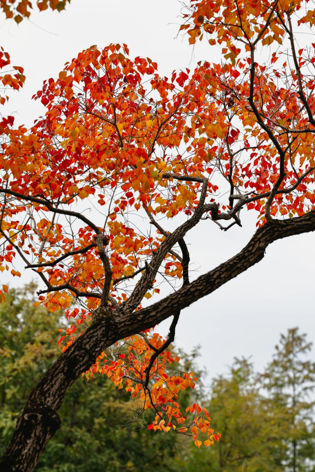 在上海市区的免费公园，一棵五彩树就是一场盛大的秋天！