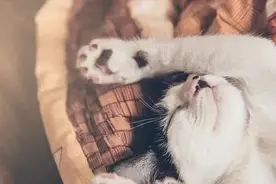 猫咪四仰八叉睡大觉，肚皮朝天有玄机，你家猫也这样吗？图片