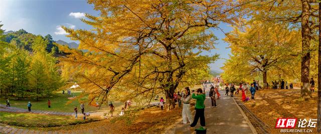 岁暖时刻丨去桐子坳走走：让银杏叶落在肩头，让百年古树的皱纹蹭过掌心