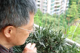 双喜阳台！红耳鹎5年内两度筑巢养娃，广州七旬阿伯全程记录图片