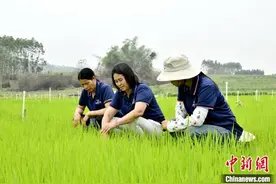 广西来宾种粮大户莫丽荣：农业有奔头 饭碗才端得稳图片