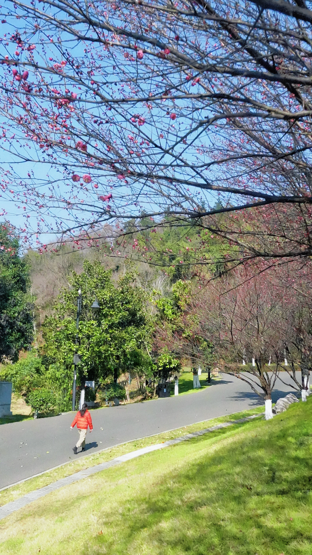 武汉梅花美到封神！官方赏梅地图请收好