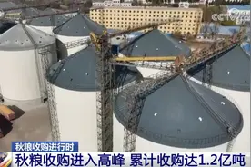 让“好收成”变成“好收益” 秋粮收购有进度、有力度又有“温度”图片
