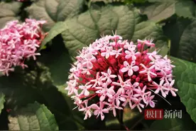 臭牡丹长什么样子？不妨来看看图片