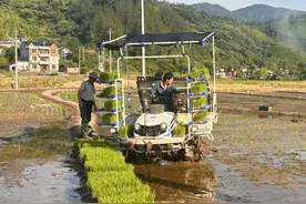 遂昌杂交水稻种业创新、推广种植表现亮眼 好稻种育出大产业图片
