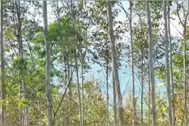 鱼眼·探问丨“广西大旱桉树背锅”：一场旱灾引发的生态认知革命图片