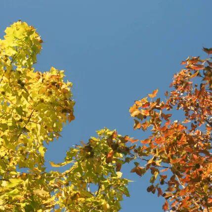 别再等！宝山这里已把秋日色阶拉满