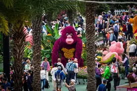 香港花卉展览开幕图片