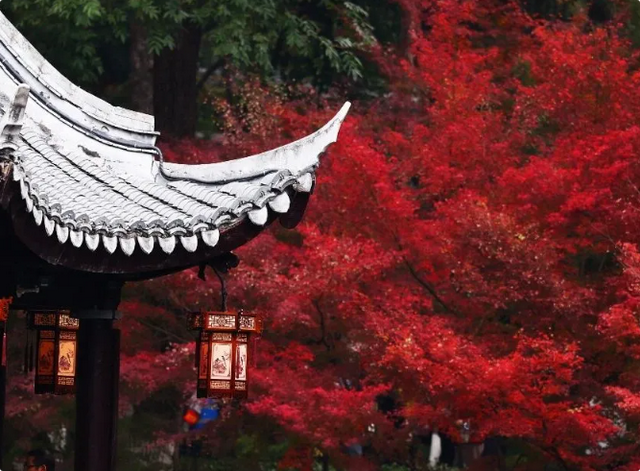 美到刷屏！栖霞山红叶进入“颜值巅峰期”
